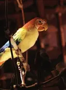 3781901003 58f4876ea722.webp (13 KB)