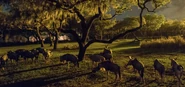 Gnus in Kilimanjaro Safaris