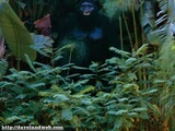 Giant gorillas
