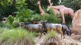 Jungle-cruise