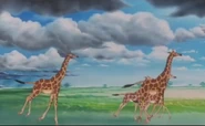 Giraffes1997.jpg (342 KB)