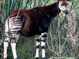 Okapis