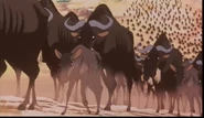 WildebeestMigration.jpg (353 KB)