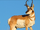 Pronghorn