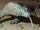 Komodo Dragon