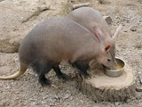 Aardvark