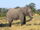 African Bush Elephant.jpg