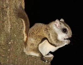 Real Life(Flying Squirrel)