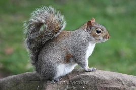 Real Life(tree squirrel)