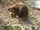 Beavers