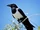Crow