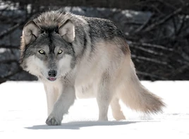 Real Life(Grey Wolf)