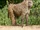 Baboon