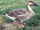Goose