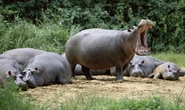 Hippo pod.png (1.01 MB)