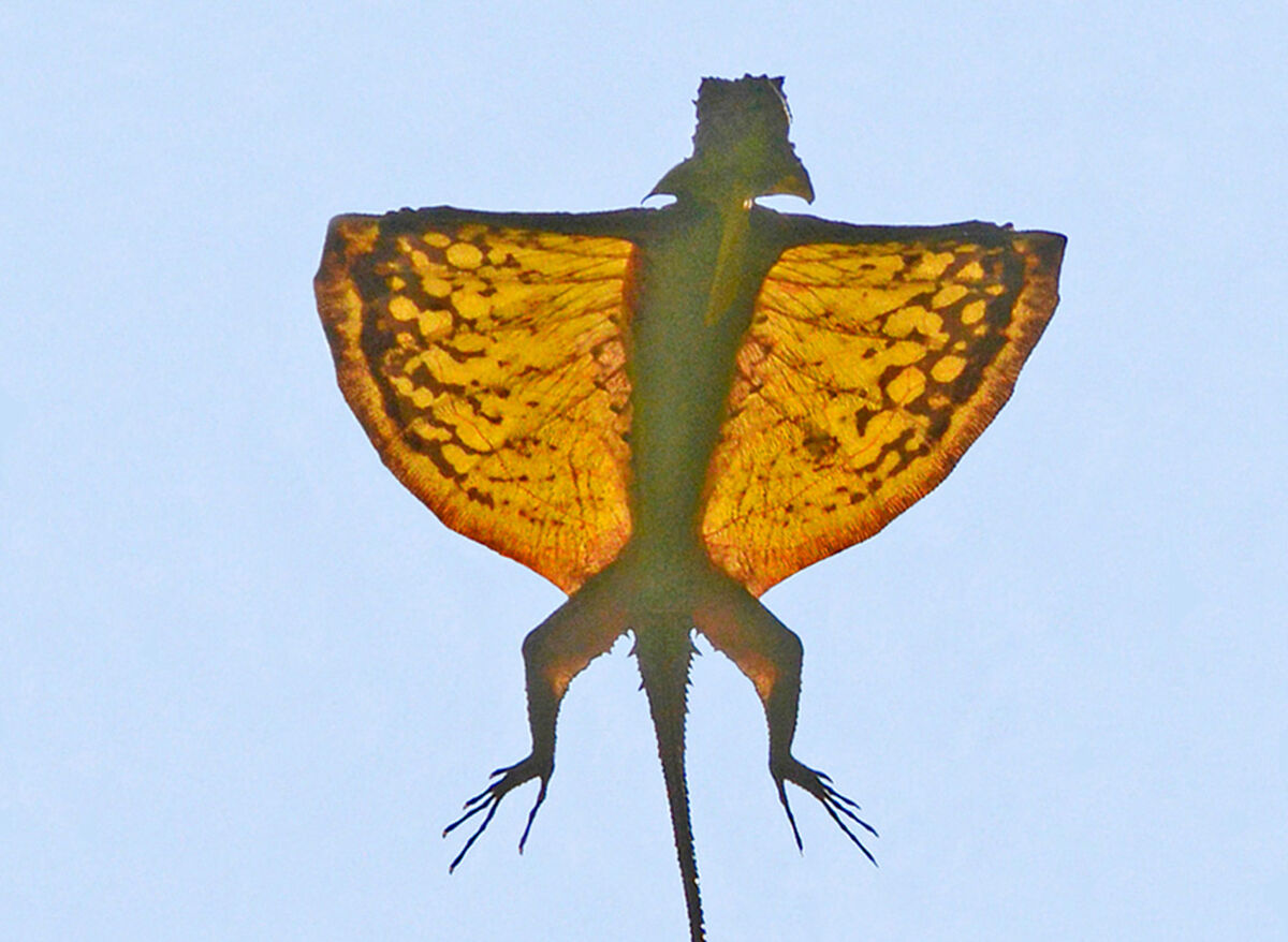 Flying Lizard Jungle Emperor Leo Wiki Fandom