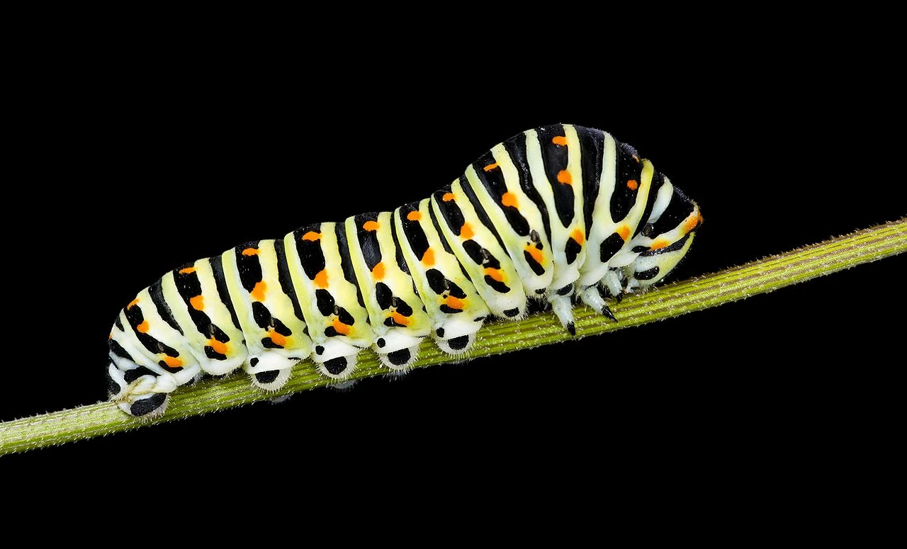 Caterpillar Jungle Emperor Leo Wiki Fandom