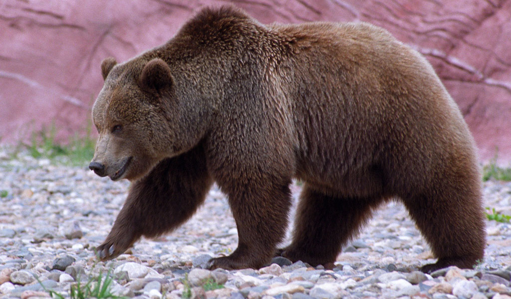 Yellowstone Grizzly Bears