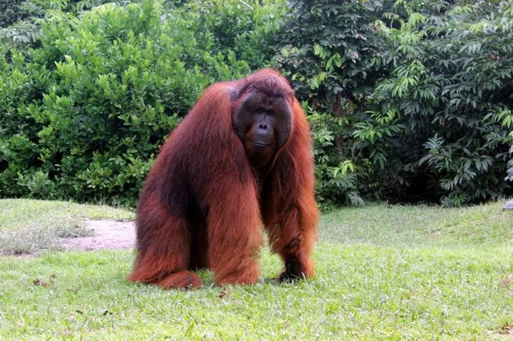 Orangutan | Jungle Emperor Leo Wiki | Fandom