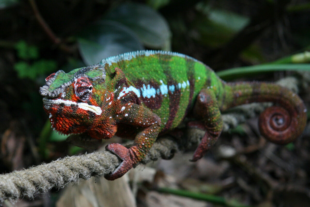 Chameleon | Jungle Emperor Leo Wiki | Fandom