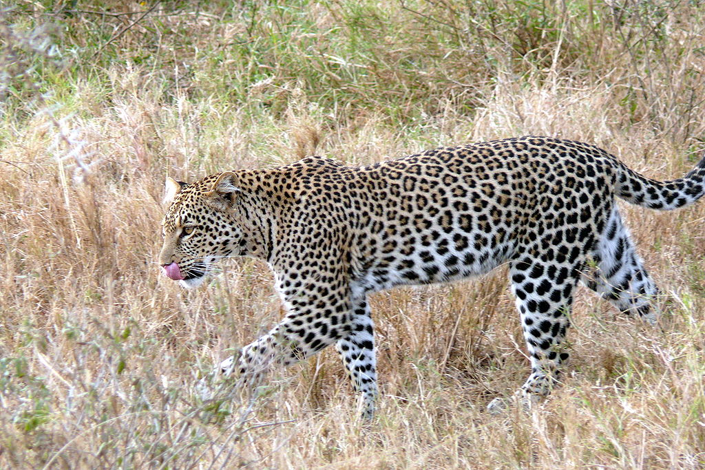 Indian leopard - Wikipedia