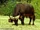Cape Buffalo