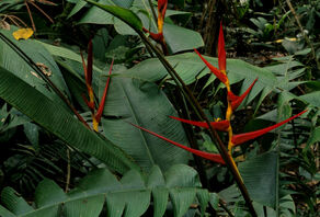 Heliconia02