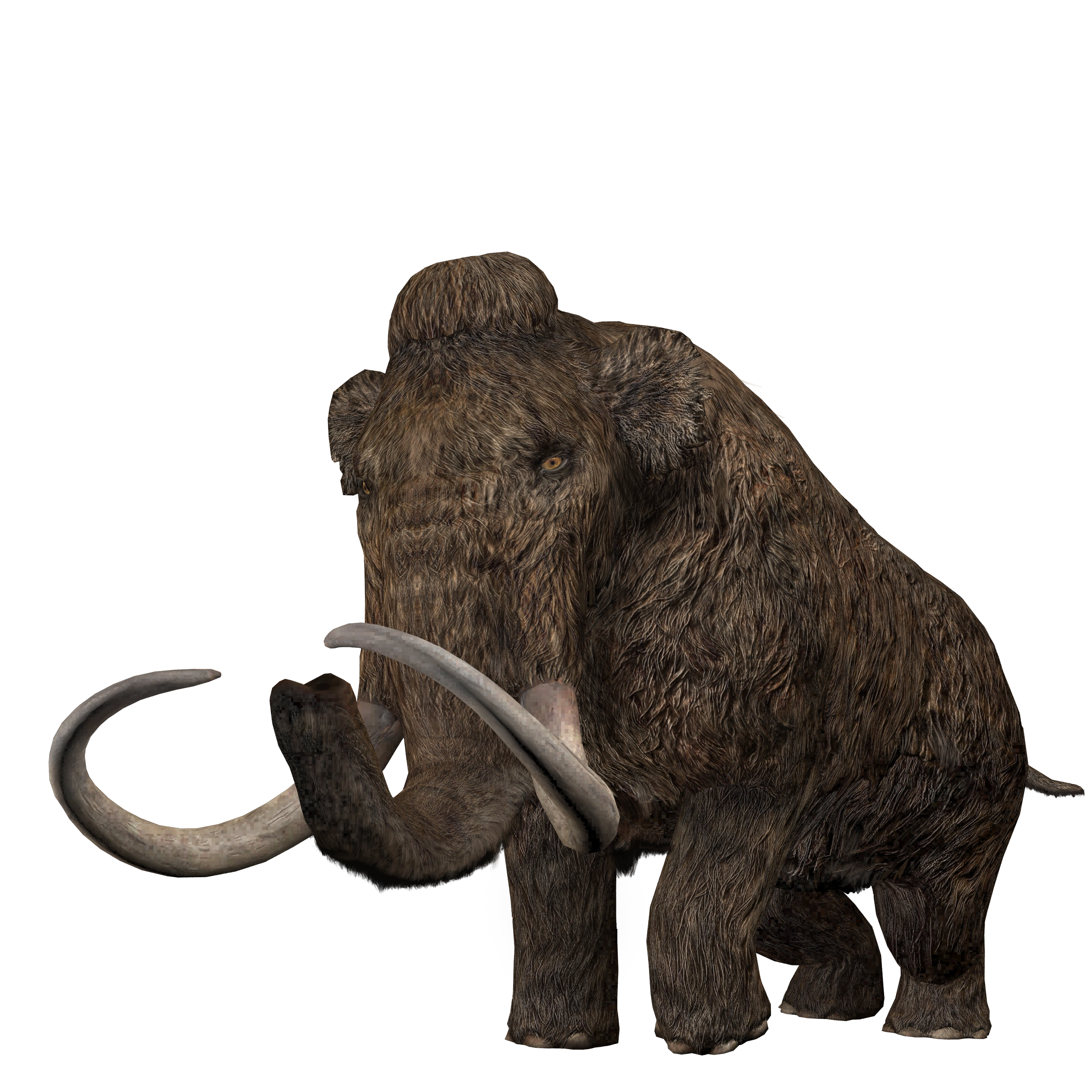 Woolly mammoth found alive