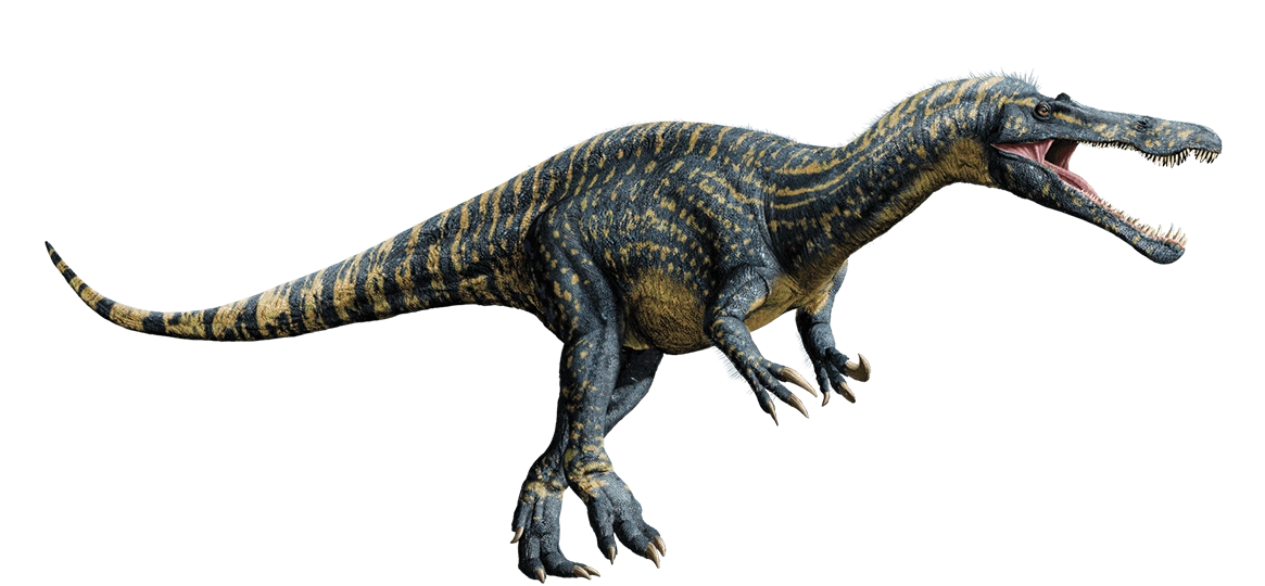 Suchomimus is a large therapod dinosaur from Africa and is related to Spino...