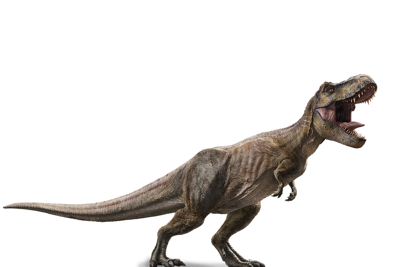 zoologist tyranosaurus rex ズーロジスト Zoologist Tyrannosaurus Rex Deluxe Bottle