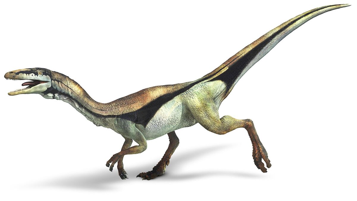 Compsognathus Jurassic World San Diego Wiki Fandom 