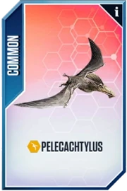 Pelecachtylus Card