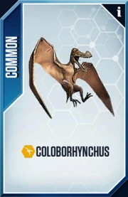 Coloborhynchus Card