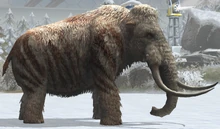 Woolly Mammoth lvl 30