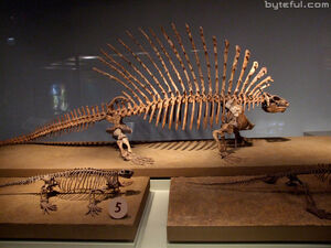 Edaphosaurus fossil