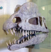 Reconstructed skull in semi-profile, ; note the subnarial gap, large upper teeth, and slender mandible