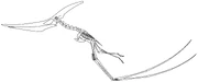Skeletal reconstruction of a quadrupedally launching male P