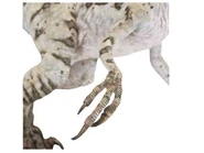 Dc card veloc2 big.jpg (10 KB)