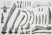 Spinosaurus holotype