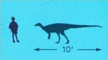 Size comparison of juvenile (less than 2.5 m), subadult (2.5 to 4.0 m)