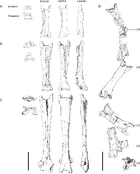 A comparison of Quetzalcoatlus cervical vertebrae on the left with the  holotype on the right