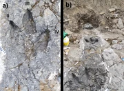 Only known tyrannosaurid trackway (), from the , 