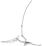 Skeletal reconstruction of a female P