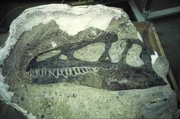 Allosaurus sp. skull (DINO 11541) from , still partially encased in matrix.