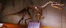 The only known; but well preserved Specimen of The Baryonyx