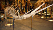 The spikes on the Kentrosaurus tail