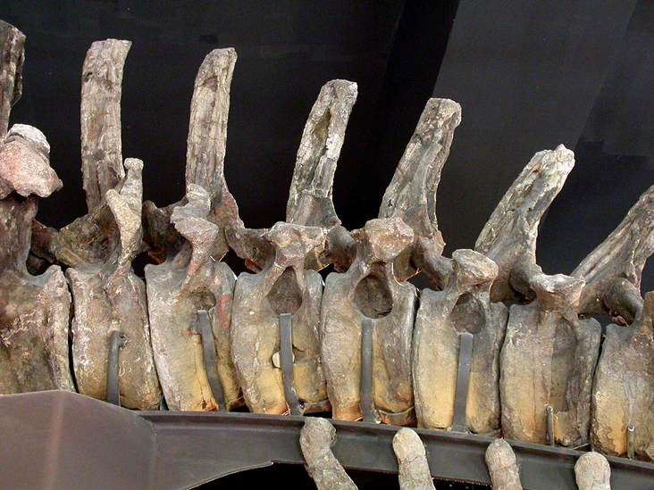 Apatosaurus | Jurassic Park Institute Wiki | Fandom