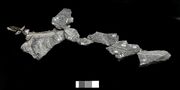 Leaellynasaura-amicagraphica-ornithischian-dinosaur-fossil-p-185992-p-185993-350891-large