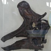 Skull of an adult, AMNH