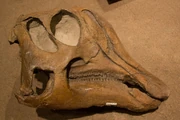 Skull of a juvenile with a small crest